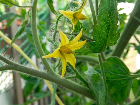 bunga tomat  Buah Buah tomat mempunyai ukuran cukup bervariasi, dengan diameter sekitar 2 cm sampai 15 cm